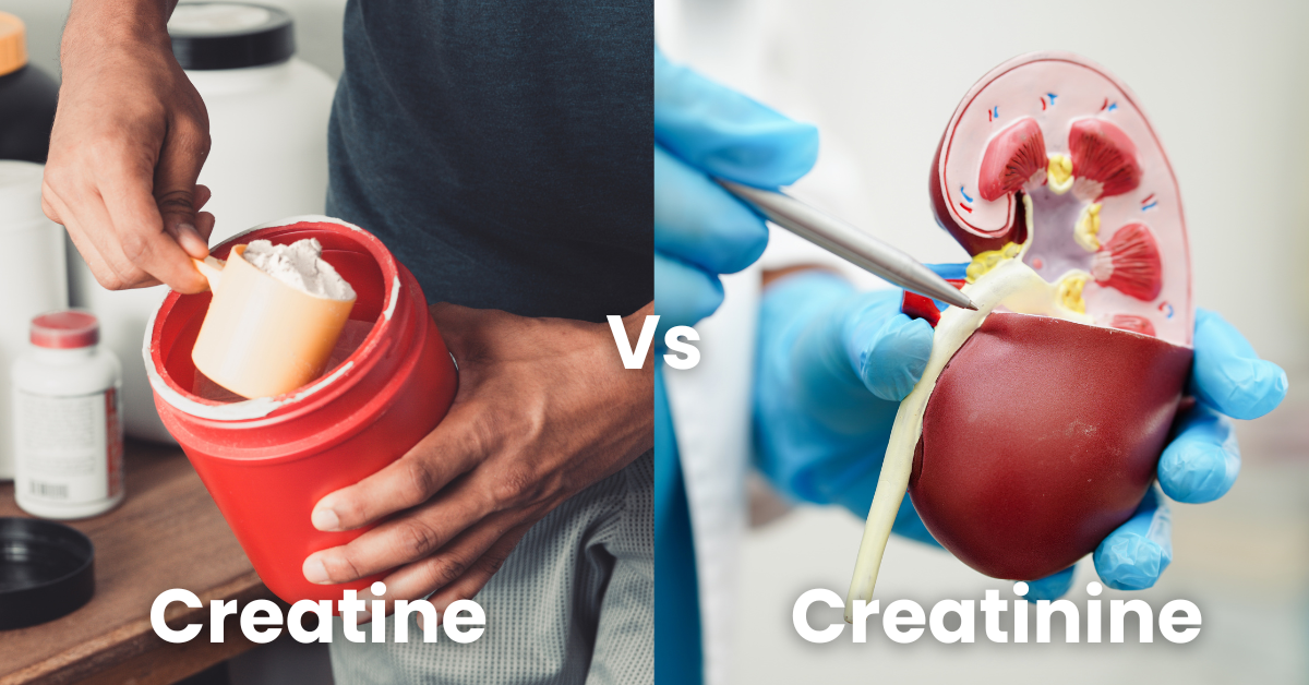 An image showing the difference between creatine and creatinine in the body.