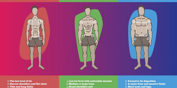 Ectomorph, Mesomorph & Endomorph Body Types Explained – Gaspari ...